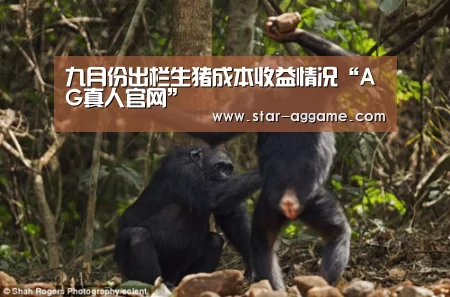 九月份出栏生猪成本收益情况“AG真人官网”