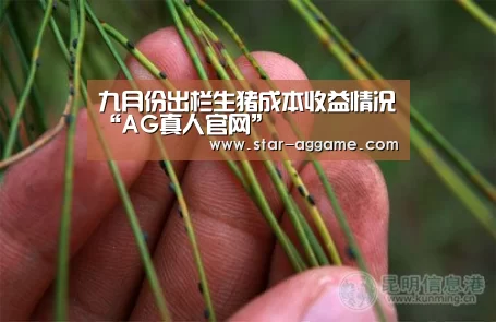 九月份出栏生猪成本收益情况“AG真人官网”(图2) ag真人入口